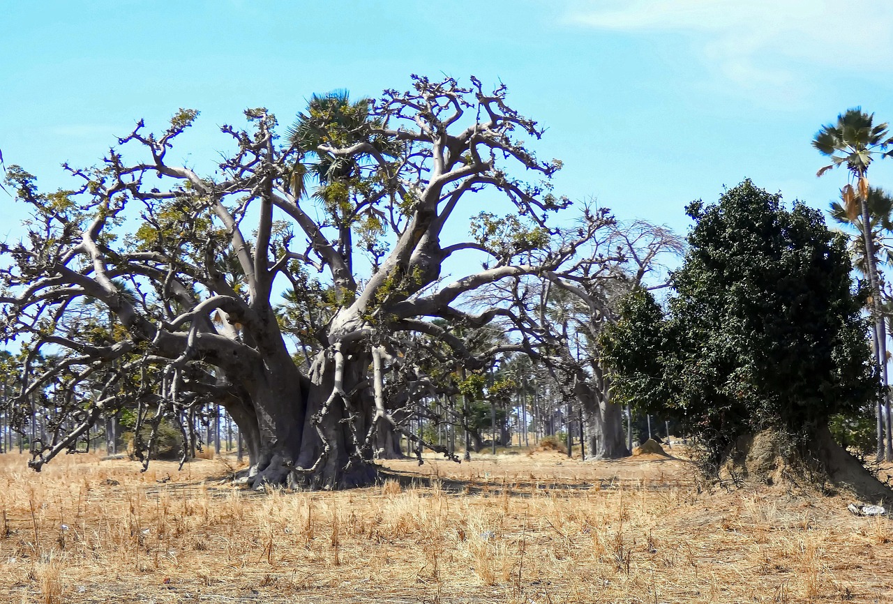 Baobabs et végétation de savane au Sénégal